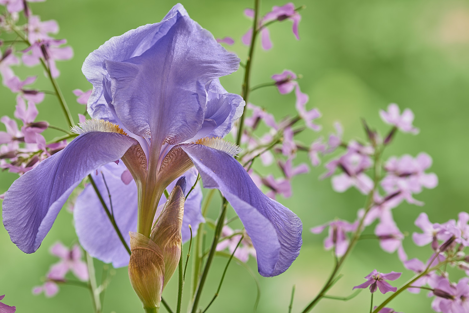 Colorful Flower Blossom
