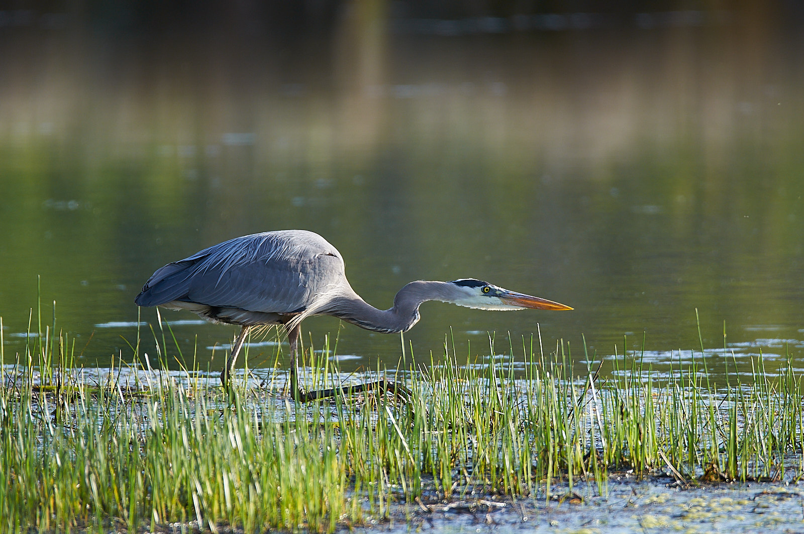 Great Blue Heron