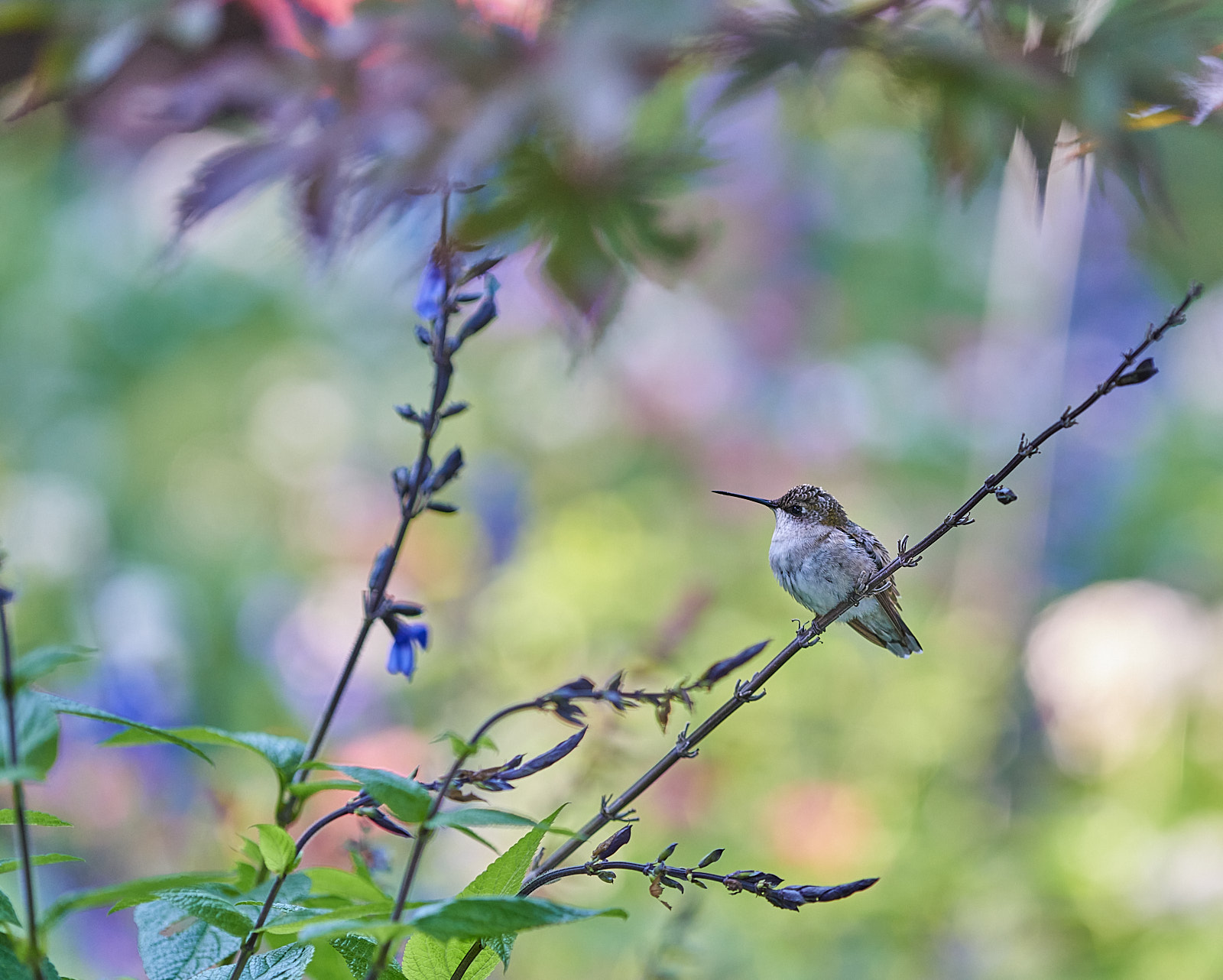 Hummingbird