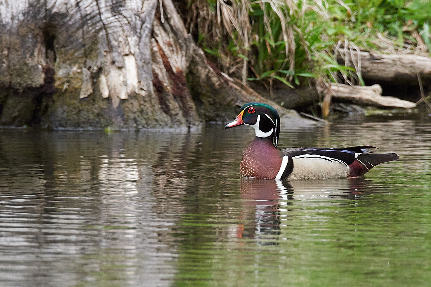 Male Wood Duck