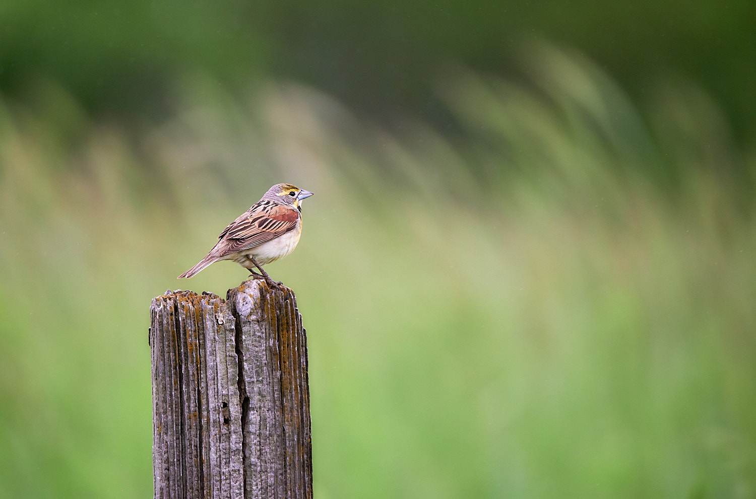 Dickcissel