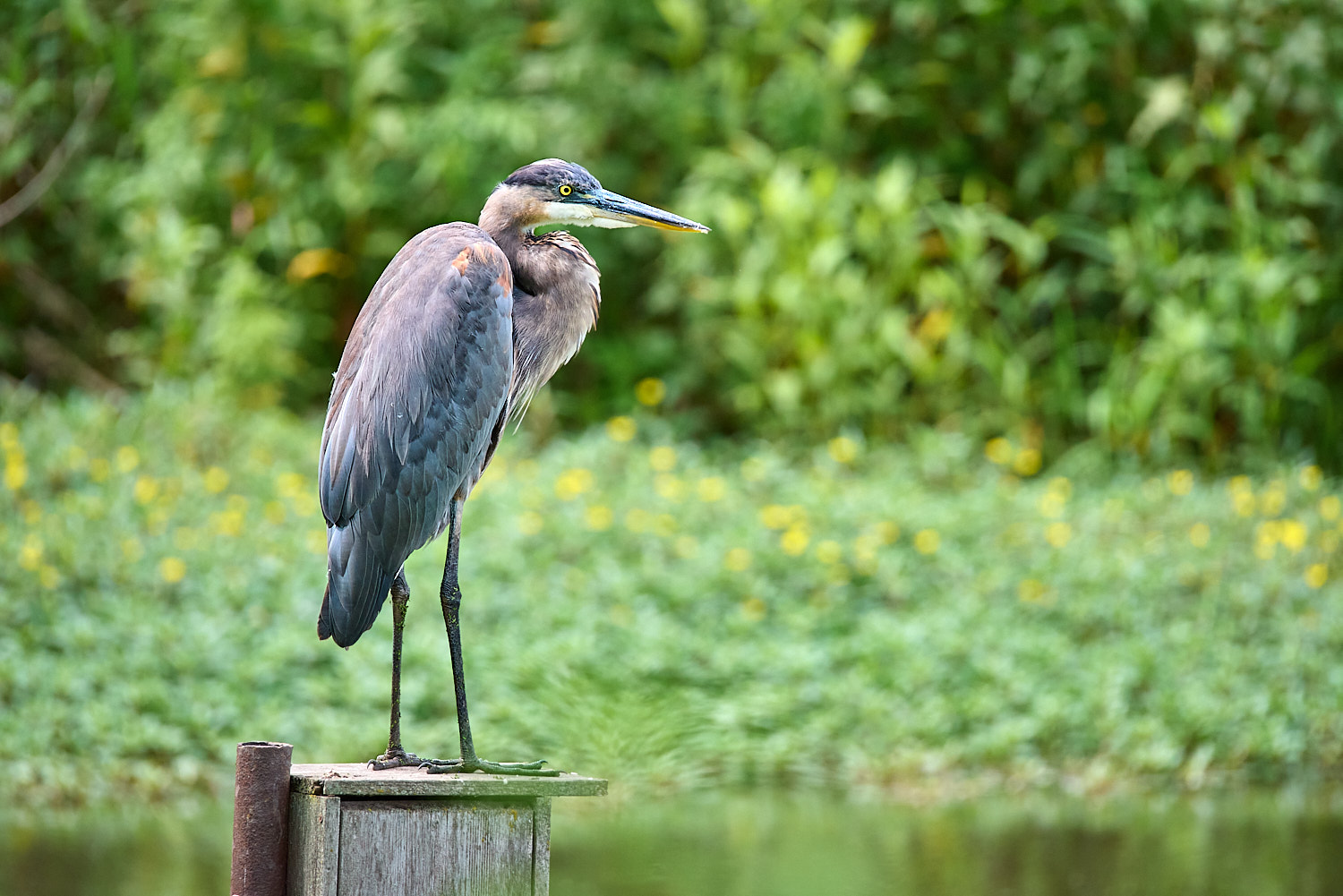 Great Blue Heron